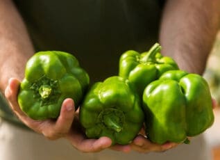 Hands holding fresh green bell peppers
