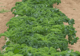 Green curly kale growing in soil at farm field