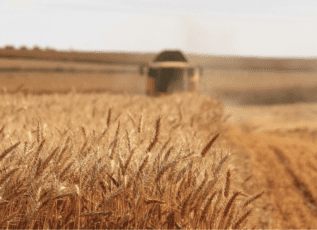 Wheat field with ripe grain stalks and blurred harvester combine in background during sunny harvest season