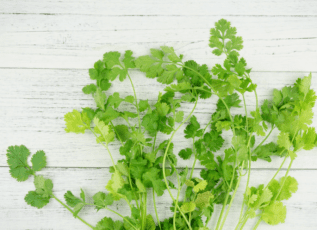Freshly picked cilantro herb leaves on white wooden background