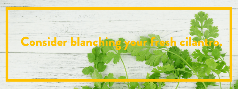 Fresh cilantro sprigs on white rustic wooden background with text 