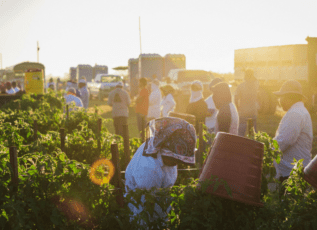 Farmworkers harvesting crops in a sunlit field at sunset