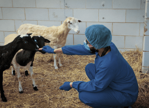 Veterinarian examining sheep in barn with calves nearby
