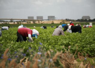 Farm workers harvesting crops in a field with buildings in the background on a cloudy day