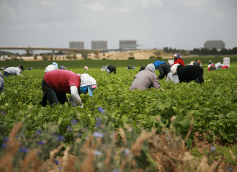 Farm workers harvesting crops in a field with buildings in the background on a cloudy day