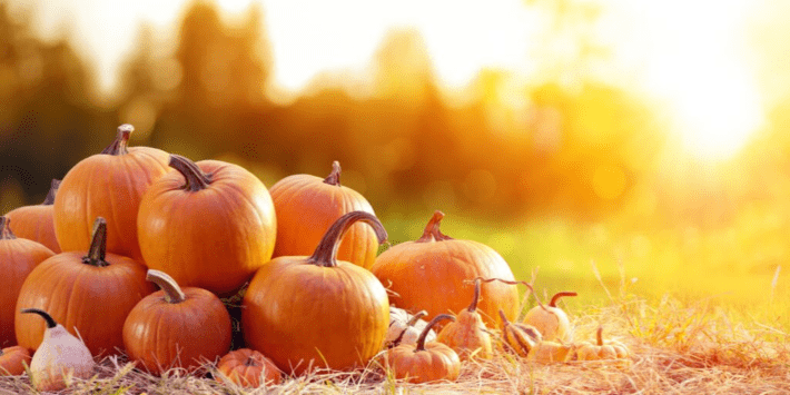 Autumn pumpkins in field at sunset with warm golden light and blurred background
