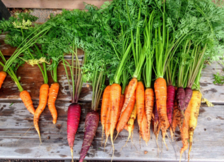 Fresh organic carrots in orange, purple and yellow varieties with green tops on weathered wood