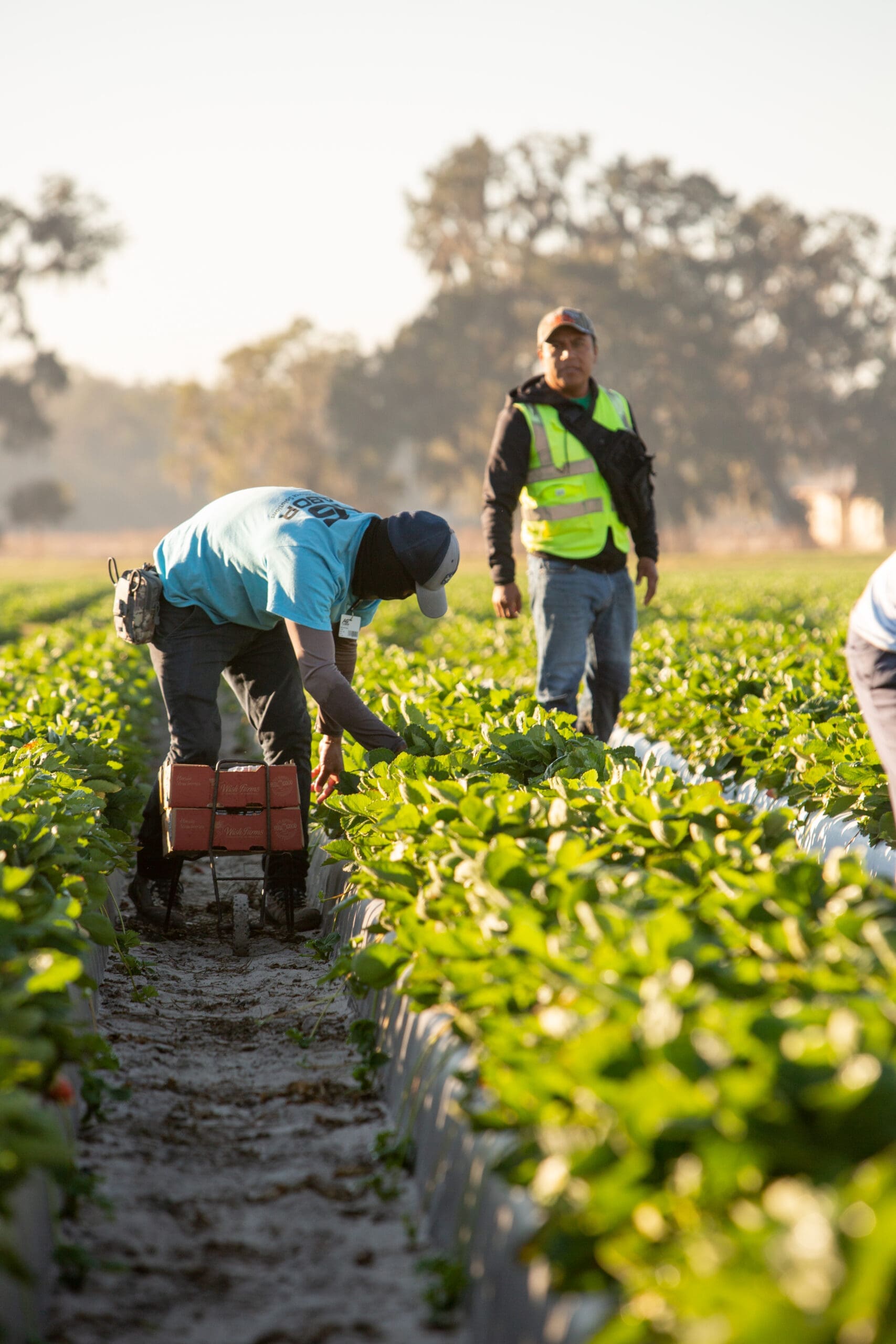 Farmig Partner Reducing Food Cost and Driving Innovation with Local Farming Partners ...