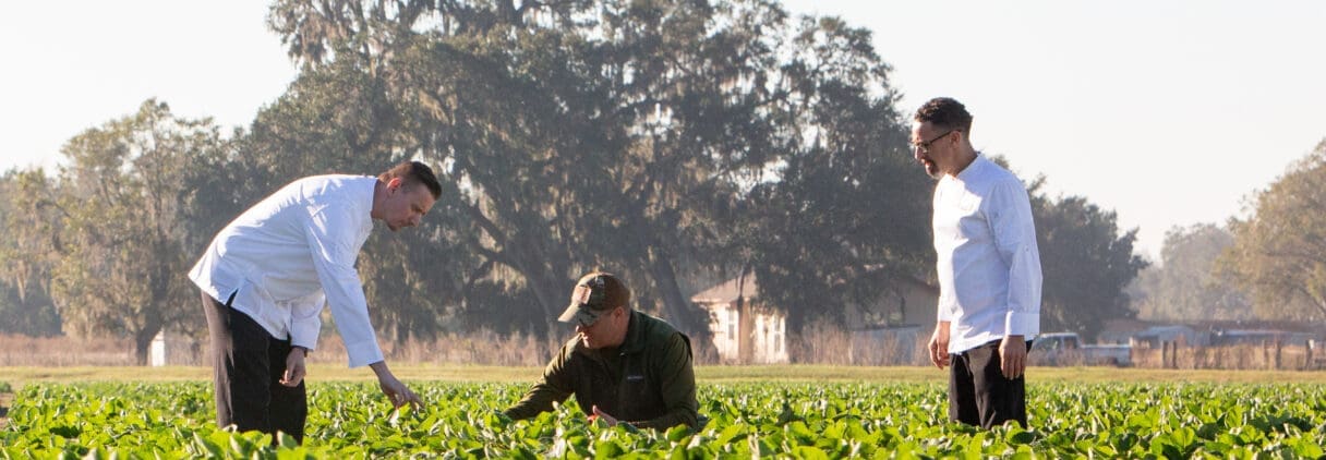 Chefs inspecting crops in a lush green field on a sunny day