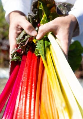 Hands holding bunch of colorful chard stalks, including red, yellow and white varieties with green leaves