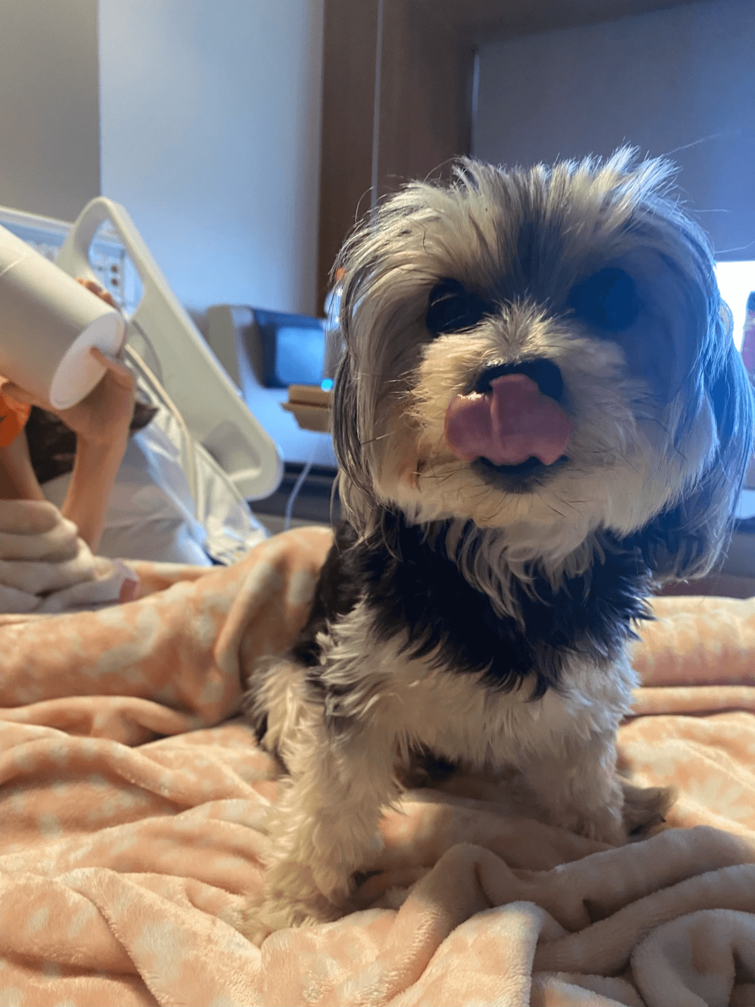 Cute fuzzy puppy wearing an oxygen mask while lying on a soft blanket in a veterinary clinic