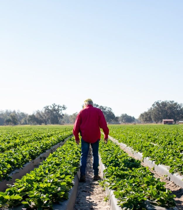 More plants on plate